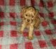 Cavapoo Puppies for sale in Dewey, OK, USA. price: $3,000