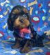 Cavapoo Puppies for sale in Berrien Springs, MI 49103, USA. price: $550