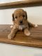 Cavapoo Puppies for sale in Scottsville, KY 42164, USA. price: NA