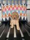 Cavapoo Puppies for sale in Scottsville, KY 42164, USA. price: $1,500