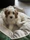 Cavapoo Puppies for sale in Orange County, CA, USA. price: NA