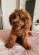 Cavapoo Puppies for sale in Lexington, KY 40515, USA. price: $600