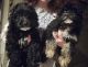 Cavapoo Puppies for sale in Westminster, MD, USA. price: $600