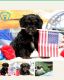 Cavapoo Puppies for sale in Strasburg, PA 17579, USA. price: $99,500