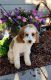 Cavapoo Puppies for sale in Cedar City, UT, USA. price: $55,000