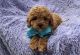 Cavapoo Puppies for sale in Campbellsville, KY 42718, USA. price: NA