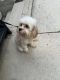 Cavapoo Puppies for sale in Chicago, IL 60639, USA. price: $450