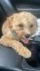 Cavapoo Puppies for sale in Easton, PA, USA. price: NA