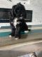 Cavapoo Puppies for sale in Orlando, FL, USA. price: NA