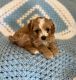 Cavapoo Puppies for sale in Ridgewood, Queens, NY, USA. price: $2,800