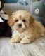 Cavapoo Puppies for sale in San Diego, CA, USA. price: NA
