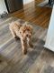 Cavapoo Puppies for sale in South Bend, IN, USA. price: NA