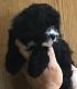 Cavapoo Puppies for sale in Ridgewood, Queens, NY, USA. price: $1,550