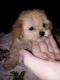 Cavapoo Puppies for sale in Columbia, SC, USA. price: $800