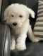 Cavapoo Puppies for sale in Capon Bridge, WV 26711, USA. price: $600