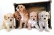 Cavapoo Puppies for sale in 920 SW 77th St, Oklahoma City, OK 73139, USA. price: $500