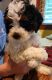 Cavapoo Puppies for sale in Starbuck, MN 56381, USA. price: $550