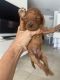 Cavapoo Puppies for sale in West Palm Beach, FL, USA. price: $5,000
