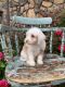 Cavapoo Puppies for sale in Winchester, VA 22601, USA. price: $600