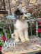 Cavapoo Puppies for sale in Capon Bridge, WV 26711, USA. price: $550