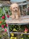 Cavapoo Puppies for sale in Winchester, VA 22601, USA. price: $600