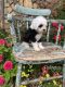 Cavapoo Puppies for sale in Winchester, VA 22601, USA. price: $700