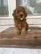Cavapoo Puppies for sale in Clarksville, IN, USA. price: $1,800