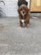 Cavapoo Puppies for sale in Clarksville, IN, USA. price: $1,800