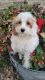 Cavapoo Puppies for sale in Browerville, MN 56438, USA. price: $22,500