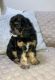 Cavapoo Puppies for sale in Ridgewood, Queens, NY, USA. price: $1,850