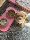 Cavapoo Puppies for sale in Hope, Scituate, RI 02831, USA. price: $1,500
