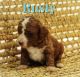 Cavapoo Puppies for sale in Newmanstown, PA 17073, USA. price: $1,495