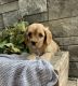 Cavapoo Puppies for sale in Bloomington, IN, USA. price: $600