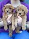 Cavapoo Puppies for sale in Battle Ground, WA, USA. price: $1,500