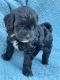 Cavapoo Puppies for sale in Battle Ground, WA, USA. price: $1,500
