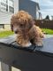 Cavapoo Puppies for sale in Marlboro, NJ, USA. price: $2,300