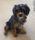 Cavapoo Puppies for sale in Shaw, Washington, DC 20001, USA. price: $975