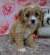 Cavapoo Puppies for sale in Clyde, NY 14433, USA. price: $750