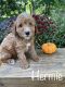 Cavapoo Puppies for sale in Winchester, VA 22601, USA. price: $1,200