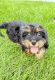 Cavapoo Puppies for sale in Gilbertsville, PA, USA. price: $950
