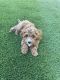 Cavapoo Puppies for sale in Los Angeles, CA, USA. price: $2,500