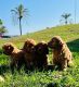 Cavapoo Puppies for sale in Barcelona, Spain. price: 2,500 EUR
