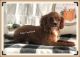Cavapoo Puppies for sale in San Jose, CA, USA. price: $1,495