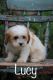 Cavapoo Puppies for sale in Capon Bridge, WV 26711, USA. price: $750