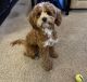 Cavapoo Puppies for sale in Louisville, KY, USA. price: $1,500