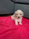 Cavapoo Puppies for sale in Decatur, GA 30030, USA. price: $1,500