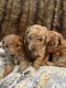 Cavapoo Puppies for sale in Dyrham, Chippenham SN14 8HB, UK. price: 125,000 GBP