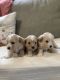 Cavapoo Puppies for sale in Lobelville, TN 37097, USA. price: NA
