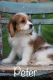 Cavapoo Puppies for sale in Capon Bridge, WV 26711, USA. price: $650