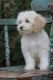 Cavapoo Puppies for sale in Capon Bridge, WV 26711, USA. price: $650